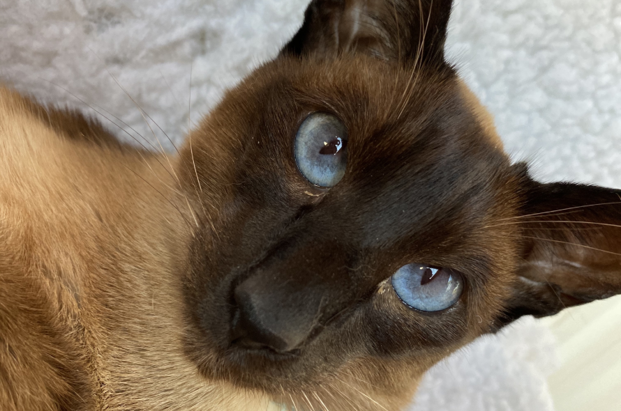 Remus the brown cat with blue eyes