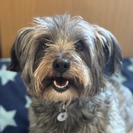 DAISY