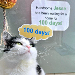 JESSE