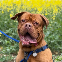 RUDI