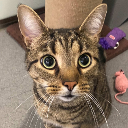 SIMBA