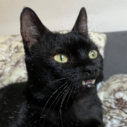 COLA