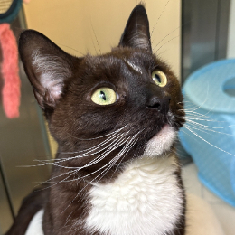 JOSIE