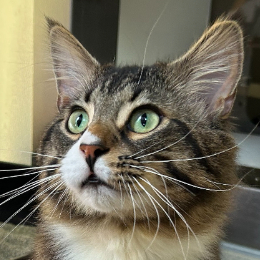 GIZMO