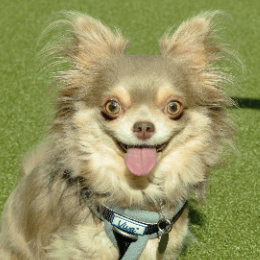 MILO