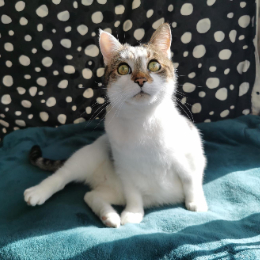BENJI