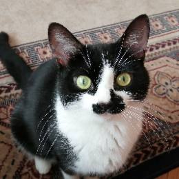 MIMI