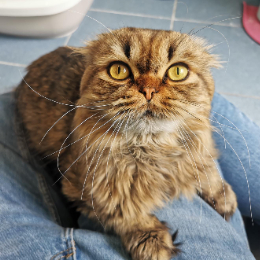 TUBS