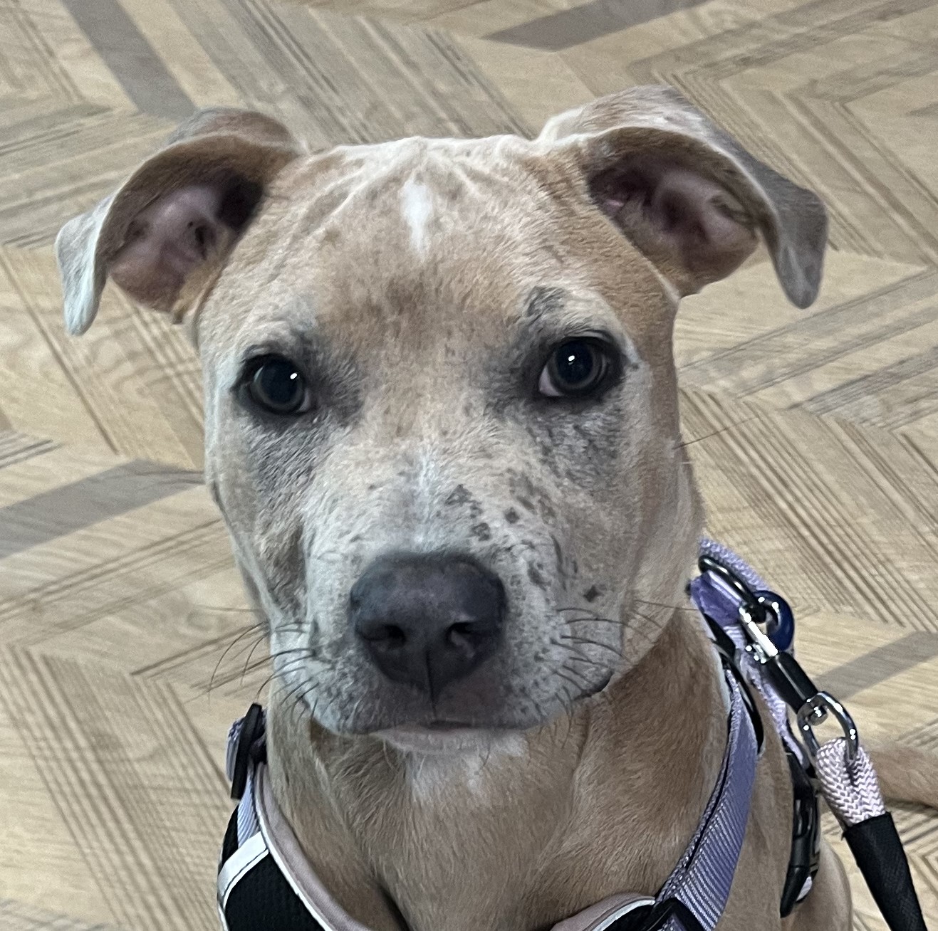 Ella