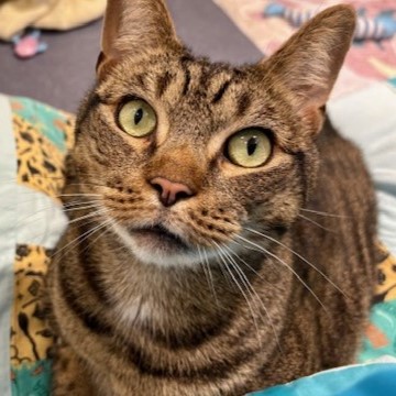 Tiggs