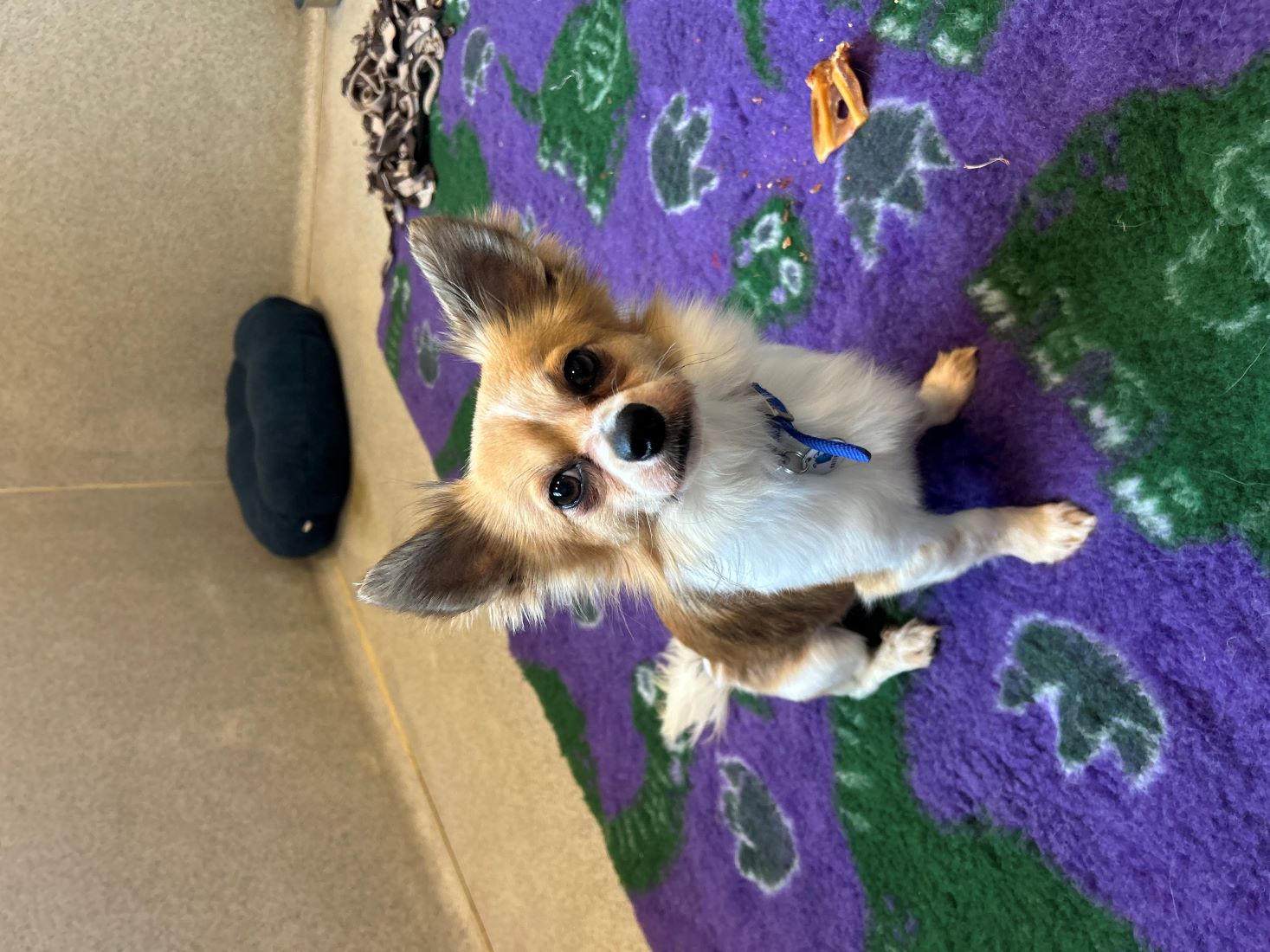 Jax