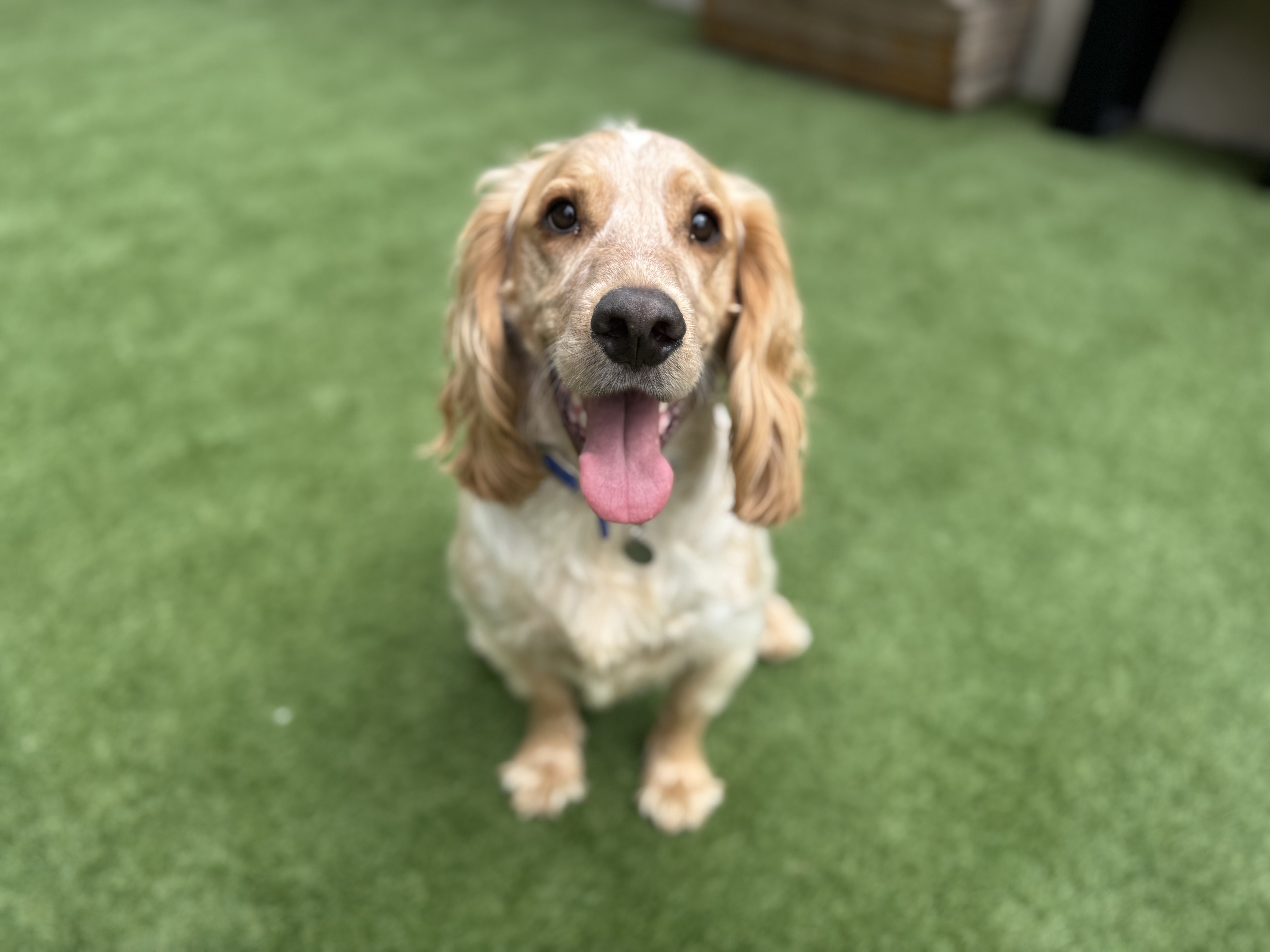 Toby