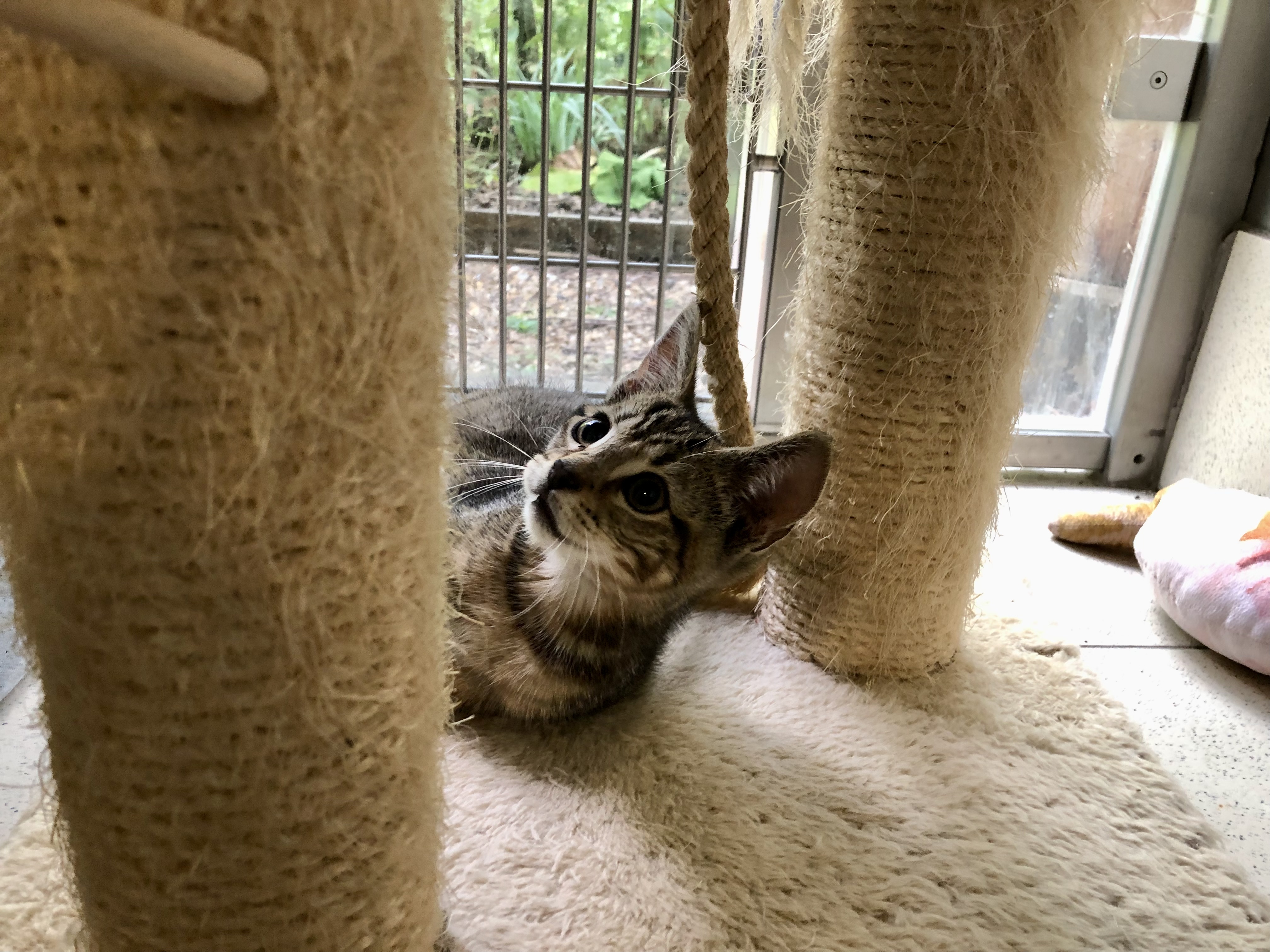 Mika