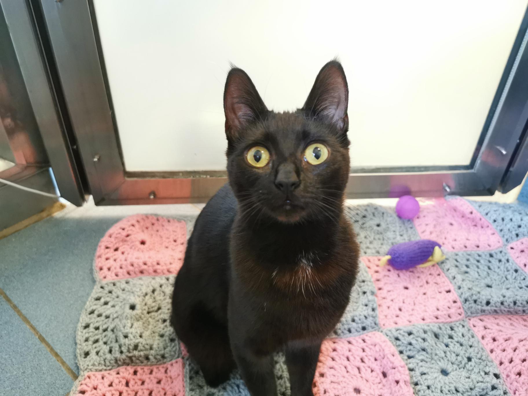Nova (BBH CAT)