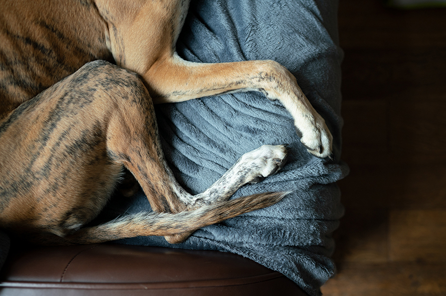 A brown dog curls up on a blue fluffy blanket