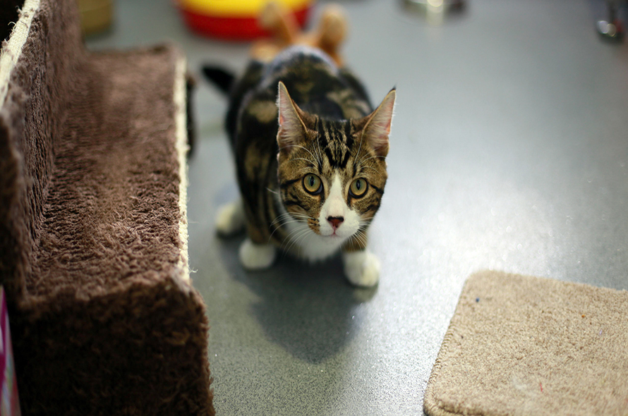 Cat crouched down low observing