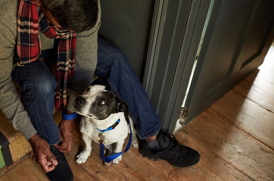 A dog looks expectantly at it's owner as they tie their shoes on a the staircase - Teach your dog not to jump hero.jpg A dog looks expectantly at it's owner as they tie their shoes on a the staircase - Teach your dog not to jump thumbnail.jpg A dog looks expectantly at it's owner as they tie their shoes on a the staircase 