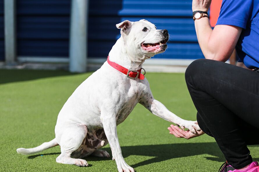 White dog giving person a paw