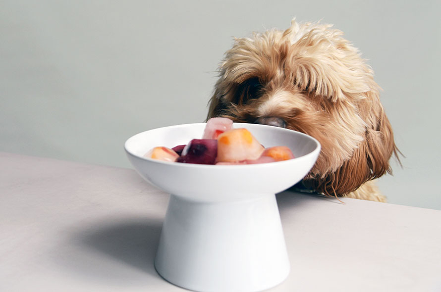 Fruit cubes in a bowl with a dog sniffing it