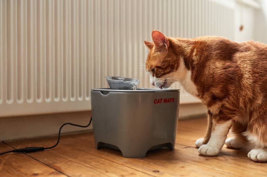 Ginger tabby cat drinking water out of a cat drinking fountain