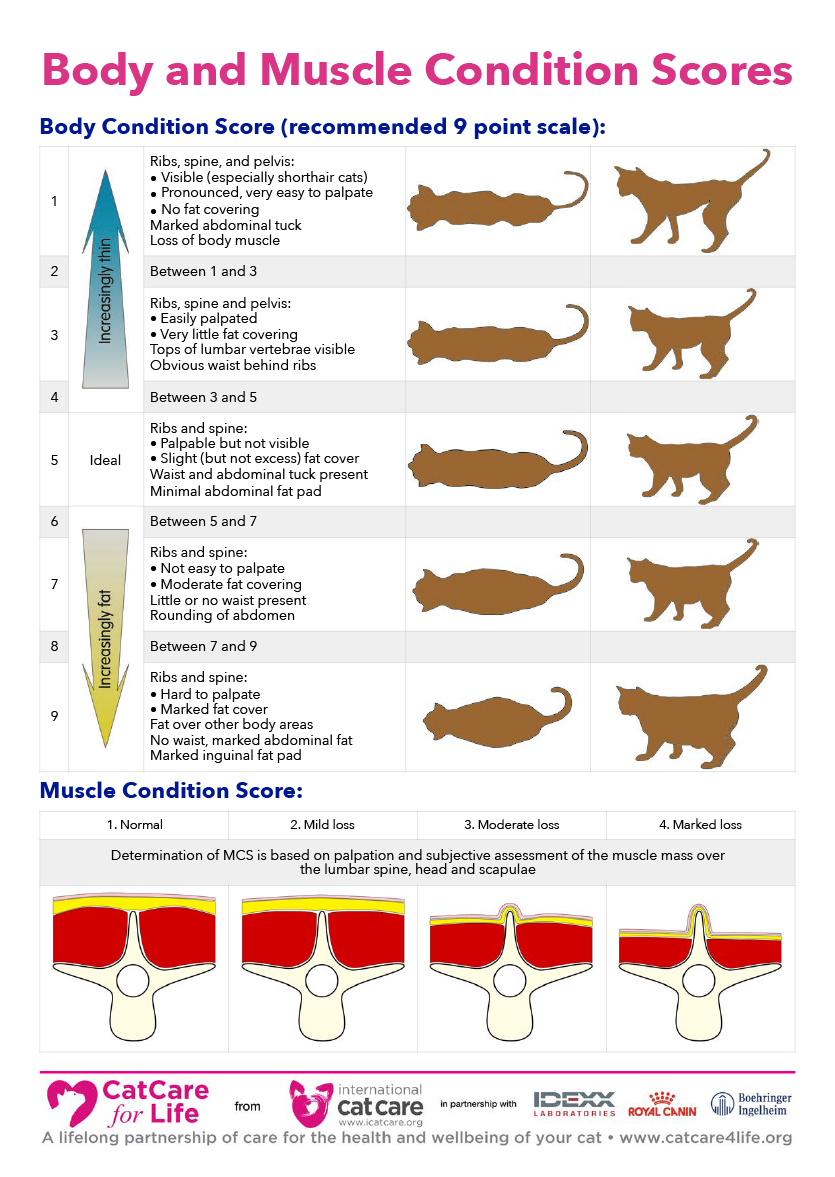 Diagram of body and muscle condition score 