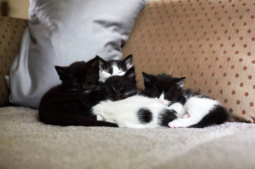 Group of black and white kittens cuddled up together asleep 