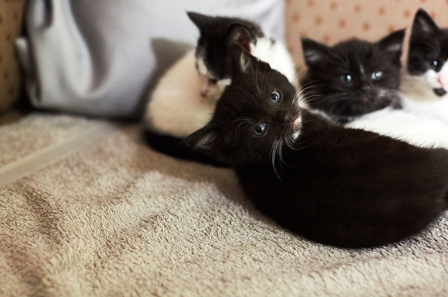 Group of black and white kittens laying down together