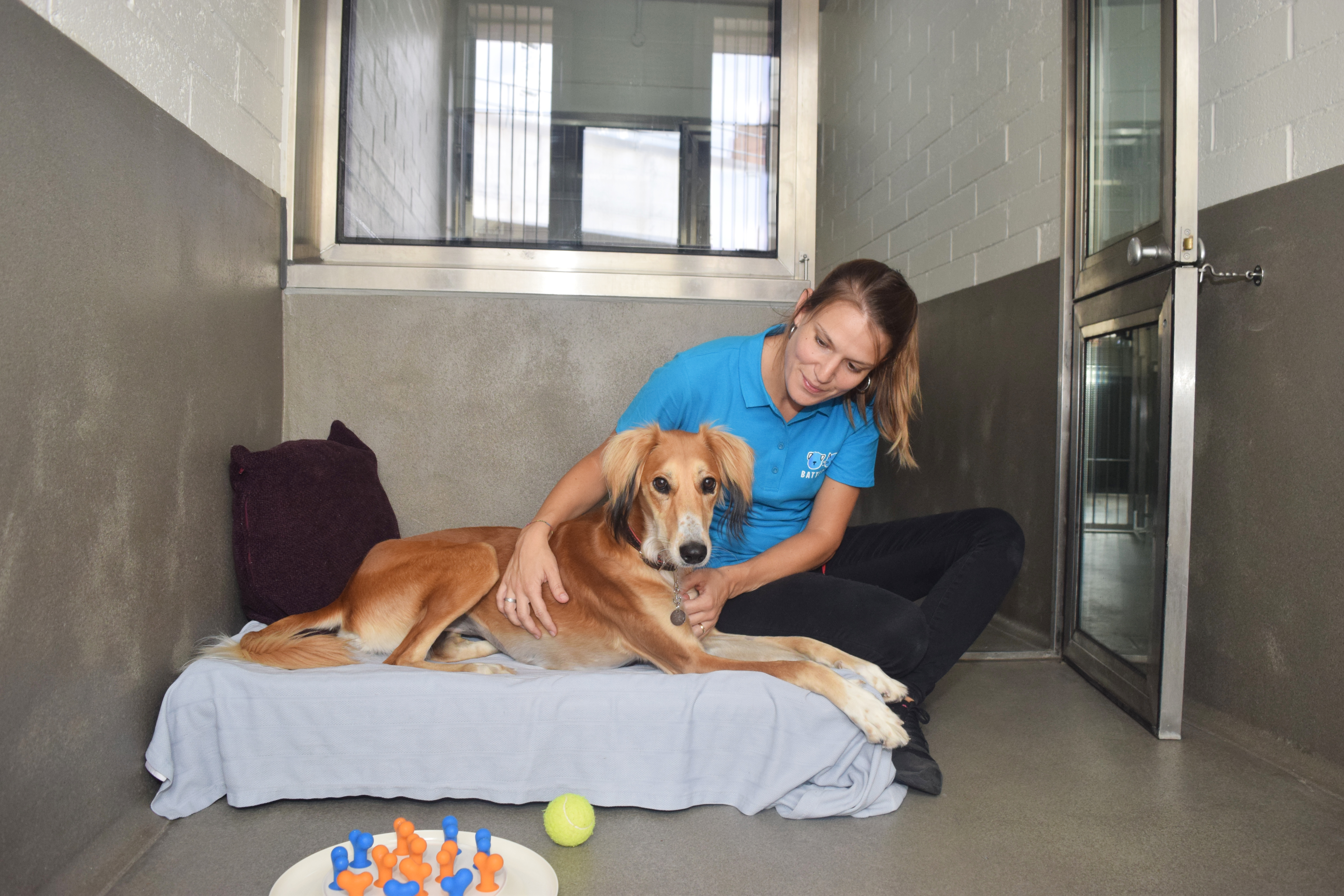 Saluki in their kennel laying on a bed with a Battersea staff member