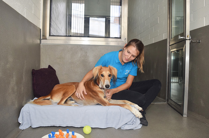 A light tan dog laying down on a dog bed with a person stoking the dog