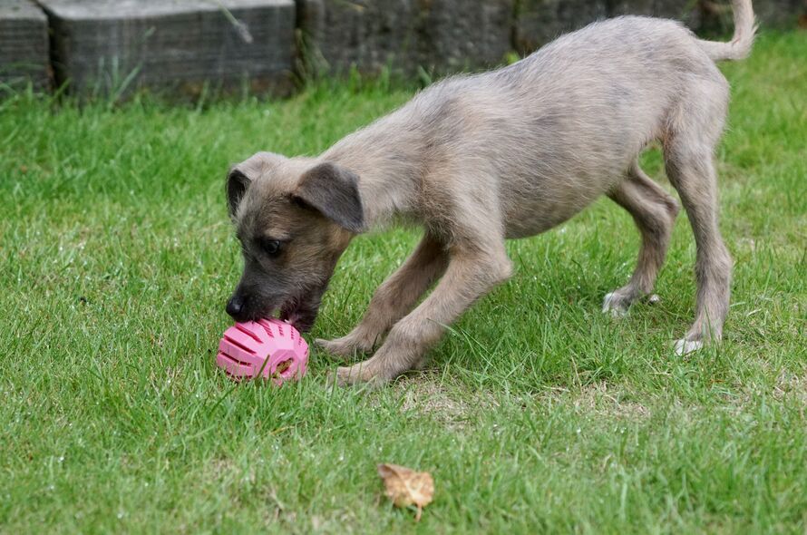 Puppy playing with pink toy in the garden