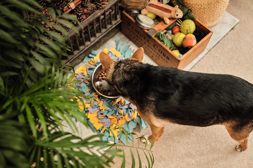 A black and brown dog eating dry food