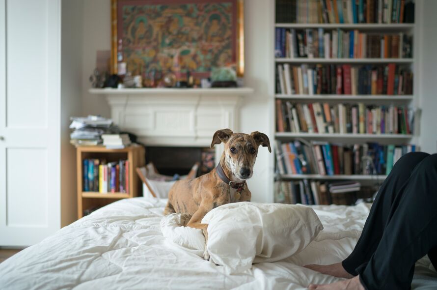 Lurcher laying on a human bed with a pillow in between their paws 