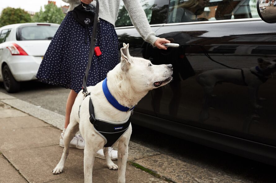 Dog stranding by the car waiting to get in 