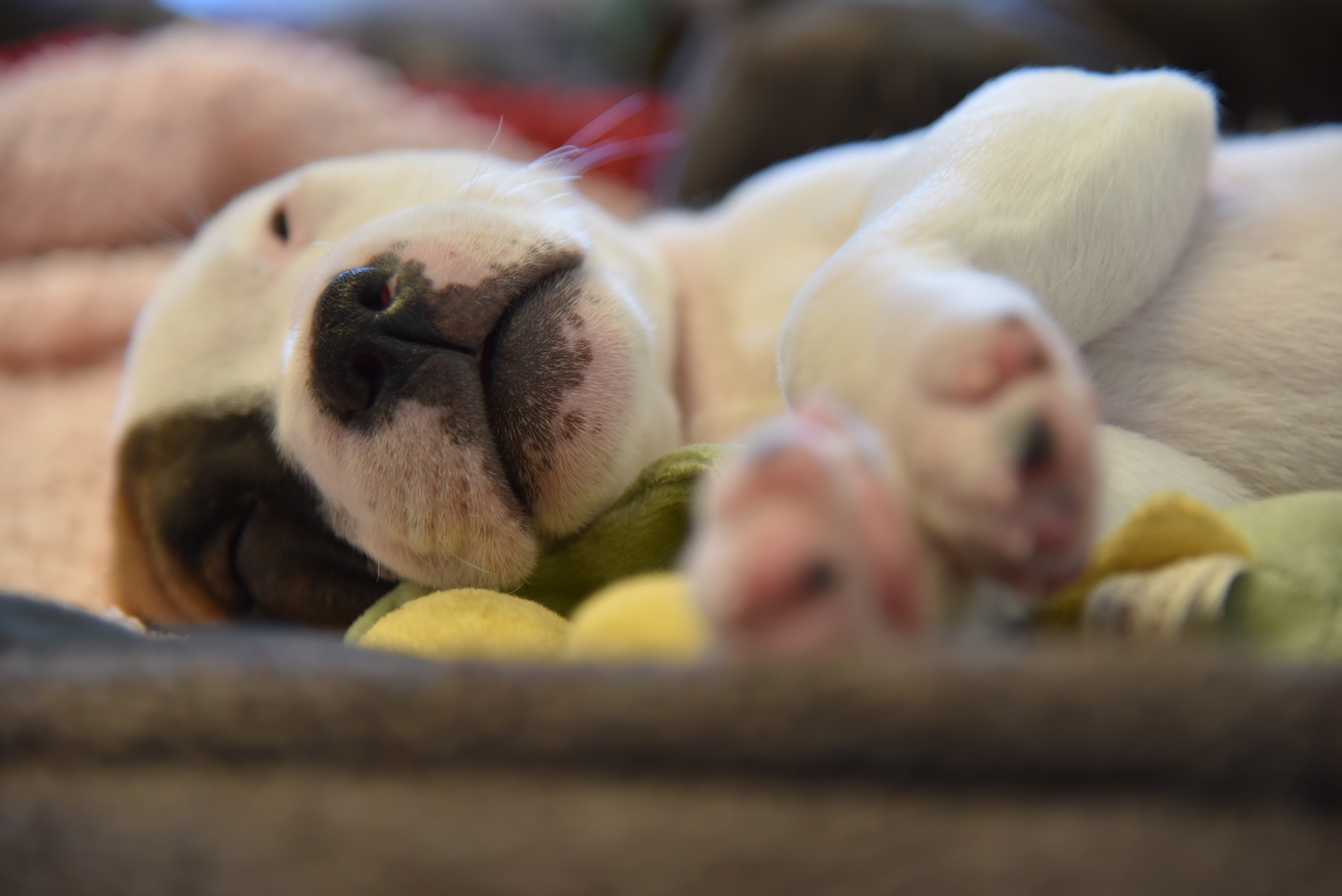 Puppy sleeping in bed with a toy