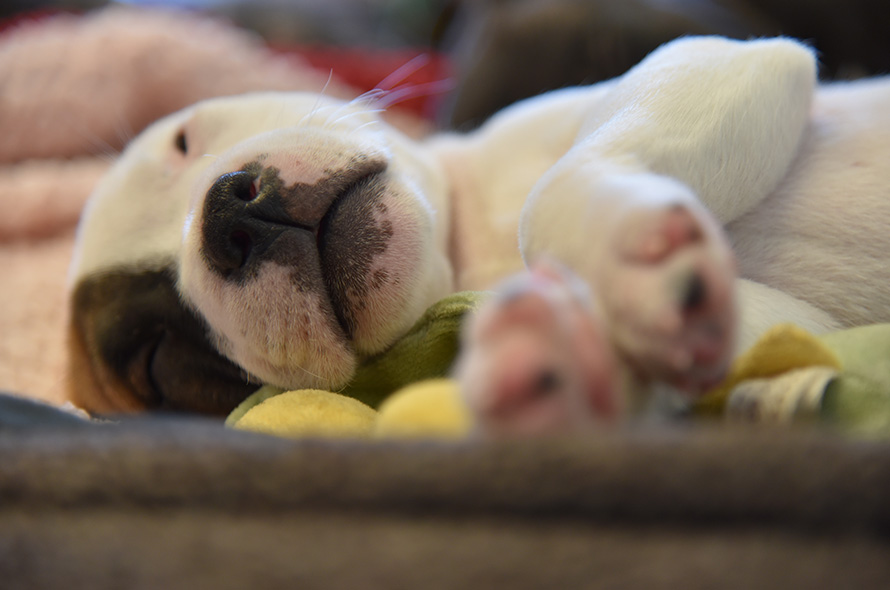 A young puppy fast asleep