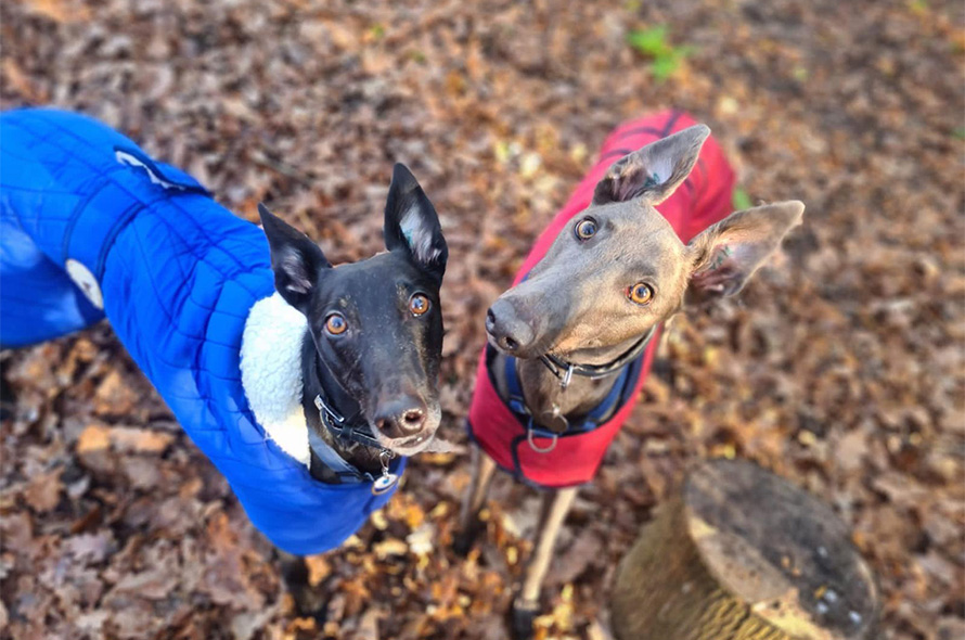 Arnie and Cassie in their coats looking at the camera