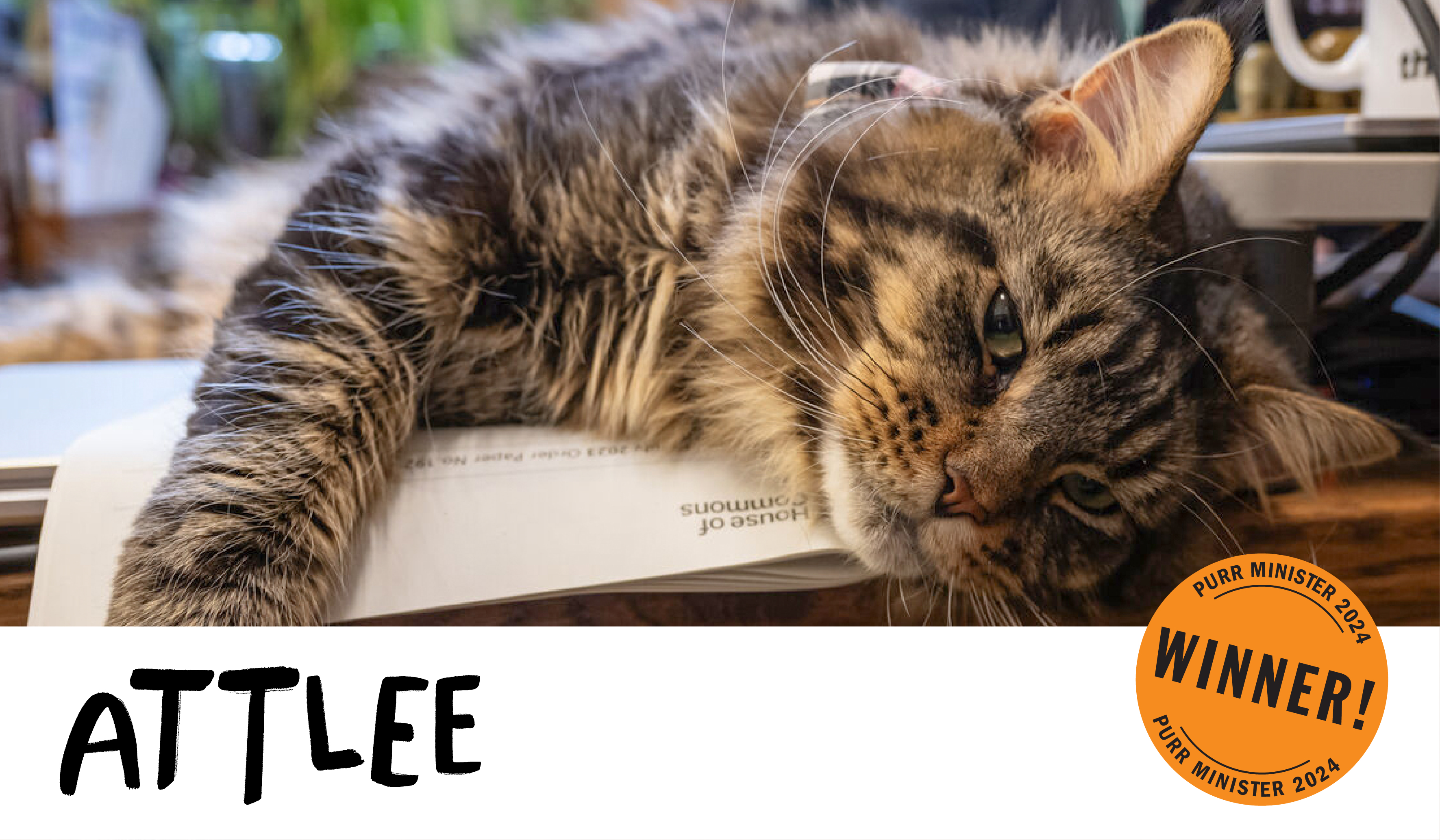 Attlee the cat laying on a desk