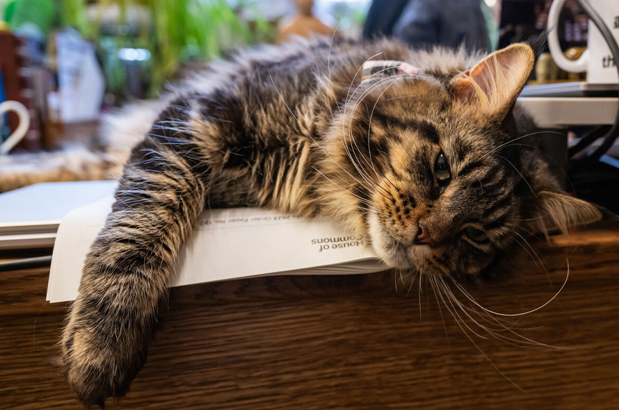 Attlee the cat laying over a desk