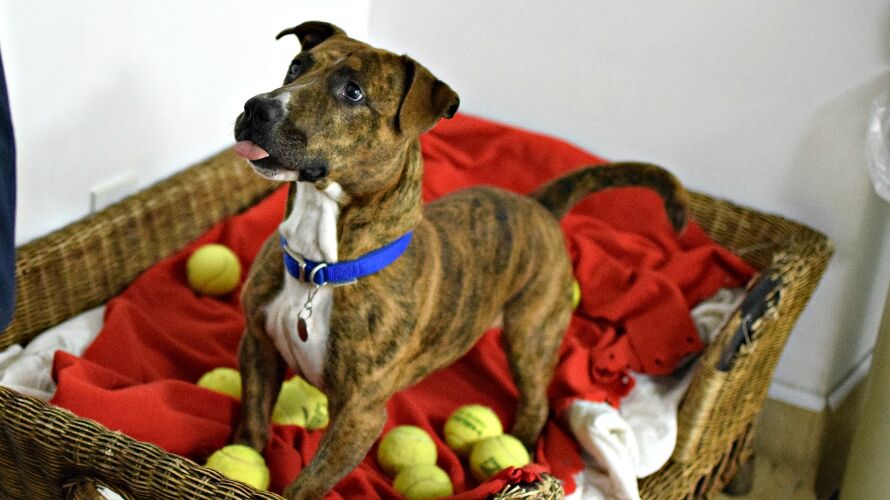 Battersea dog in basket with tennis balls