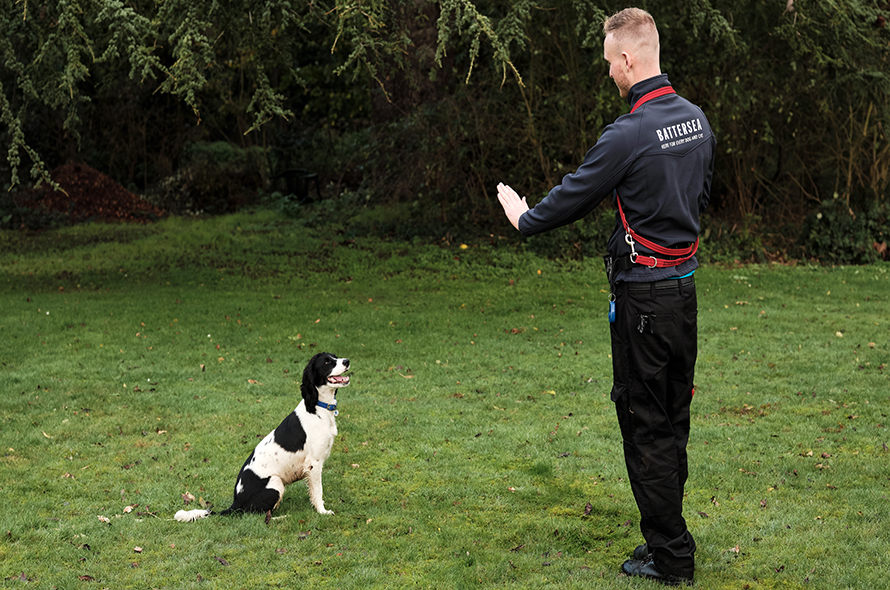 Cocker Spaniel looking at a Battersea trainer doing a stay command