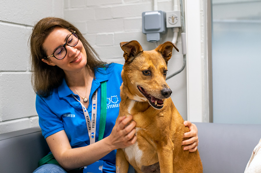 Battersea volunteer sat with a dog 