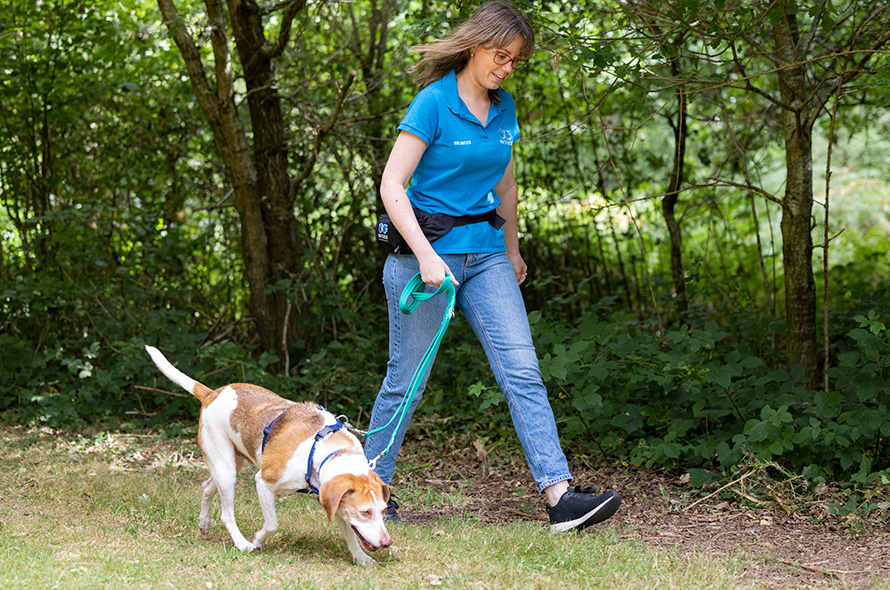 Battersea volunteer walking a dog through a field