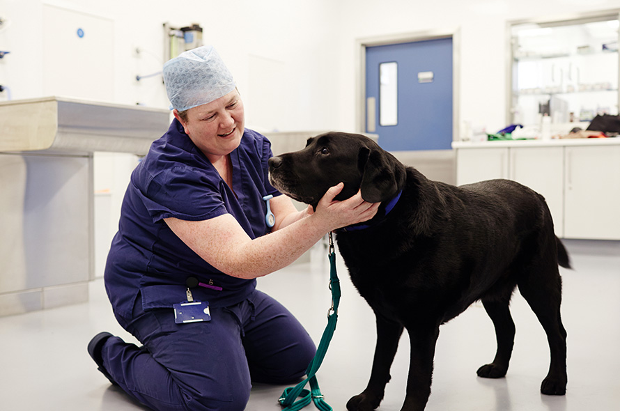 Black Labrador waiting in the vets