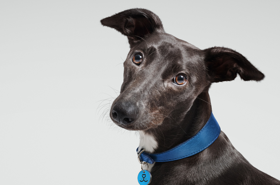 Black Lurcher doing a head tilt towards the camera