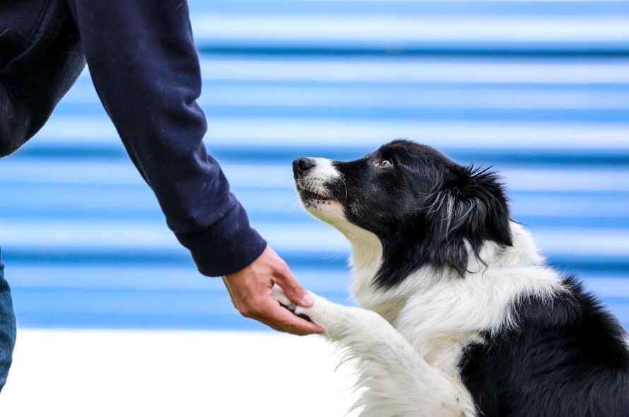 Black and white border collie puts paw in Battersea volunteer's hand