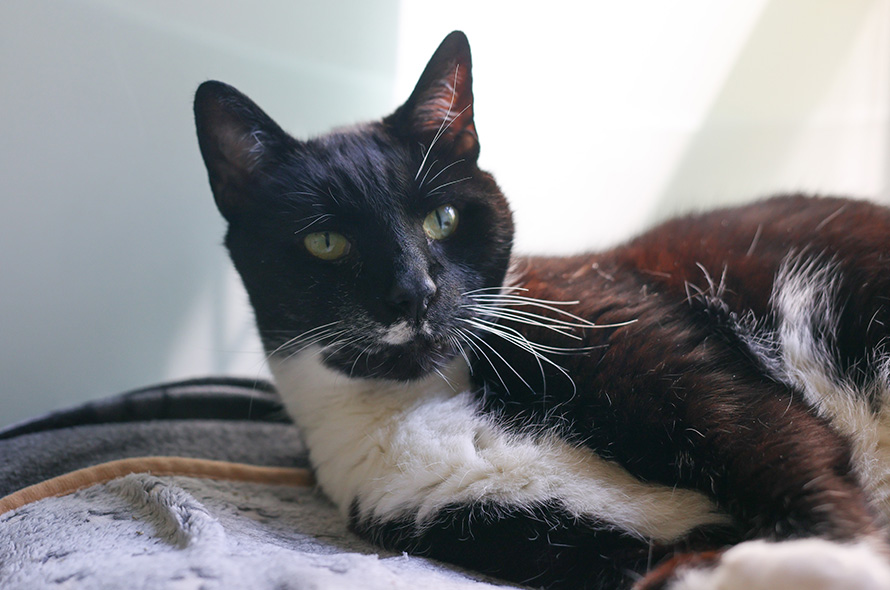 Black and white cat laying down looking at the camera