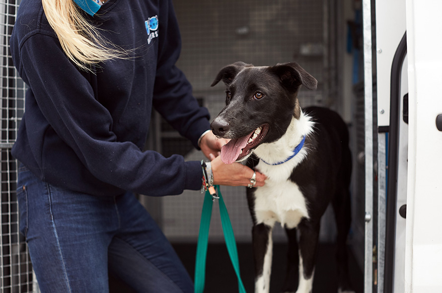 Black and white lurcher dog coming out of the Battersea van