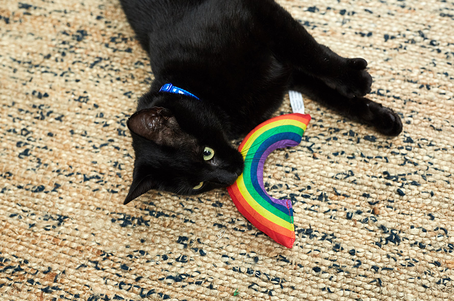 Black cat plays with rainbow toy on carpet