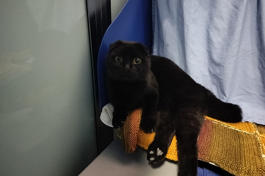 Black cat with deformed ears laying on a blanket