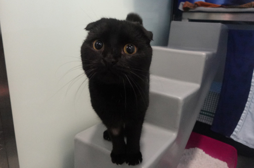 Black cat with deformed ears standing on stairs